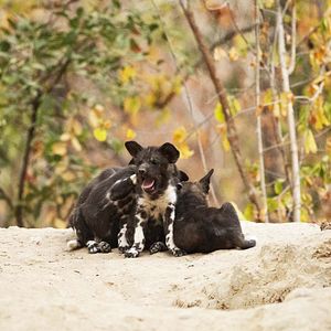 Photo Grandir dans le monde animal