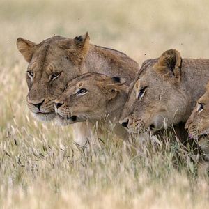 Photo Grandir dans le monde animal