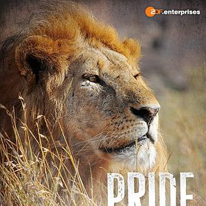 Photo Lionnes : Toutes griffes dehors