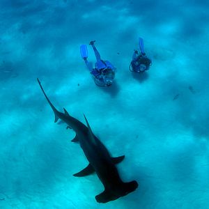 Photo Wonders of the Sea 3D