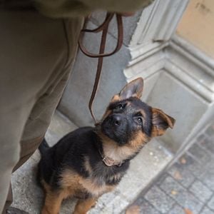 Photo Shepherd: The Story of a Jewish Dog