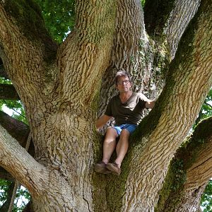 Photo Arbres et forêts Remarquables, un univers à explorer