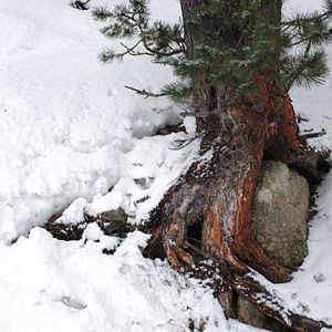 Photo La Puissance de l’arbre avec Ernst Zürcher