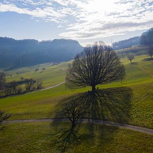 Photo La Puissance de l’arbre avec Ernst Zürcher