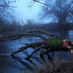 Photo La Puissance de l’arbre avec Ernst Zürcher