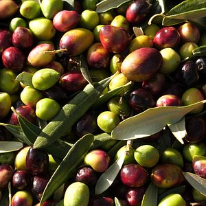 Photo La Ferme qui soigne