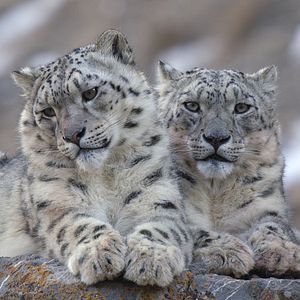 Photo Le Règne animal