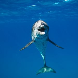 Photo Le Règne animal