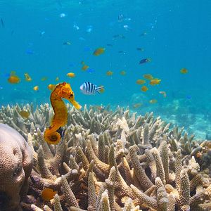 Photo Comme un poisson dans son récif