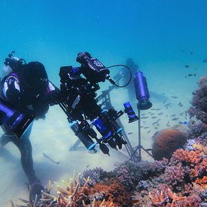 Photo Comme un poisson dans son récif