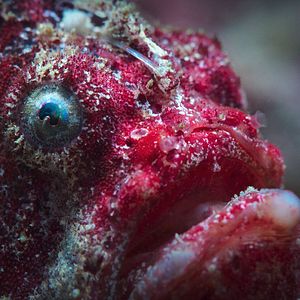 Photo Comme un poisson dans son récif