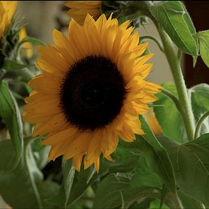Photo Les Tournesols