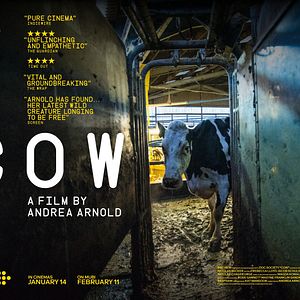 Photo Cow