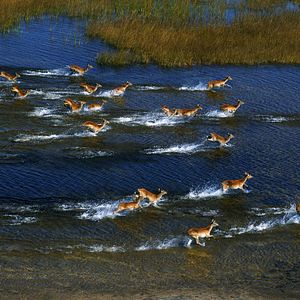 Photo African Safari 3D
