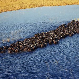 Photo African Safari 3D