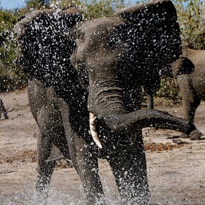 Photo African Safari 3D