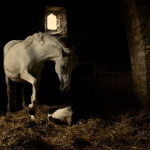 Photo Michael Kohlhaas