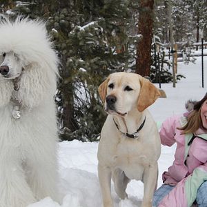 Photo Le Chien de Noël 2
