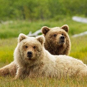 Photo Grizzly