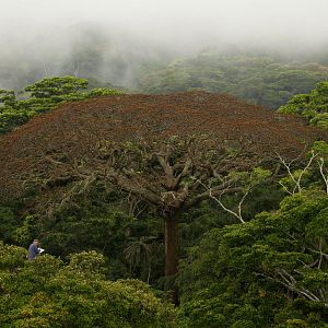 Photo Il était une forêt