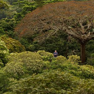 Photo Il était une forêt