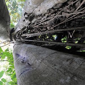 Photo Il était une forêt