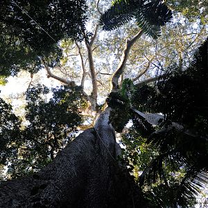 Photo Il était une forêt