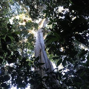 Photo Il était une forêt
