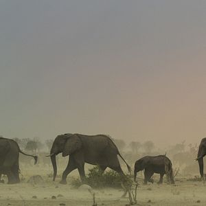 Photo Survivre au paradis : Une histoire de famille