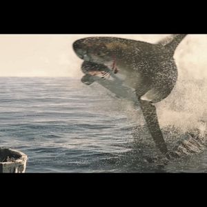 Photo The Requin