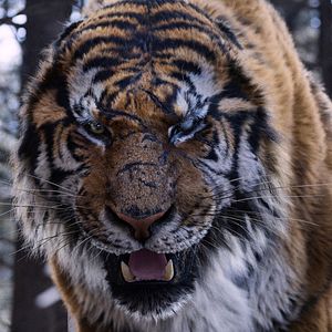 Photo The Tiger