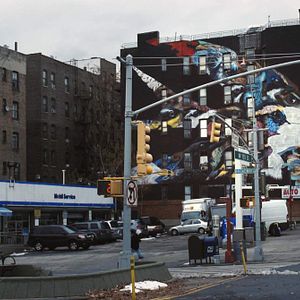 Photo Birds of America