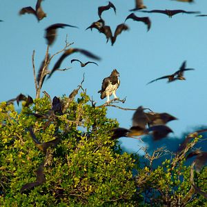 Photo Les aventures extraordinaires de Bertie Gregory