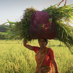 Photo Les Graines de Vandana Shiva