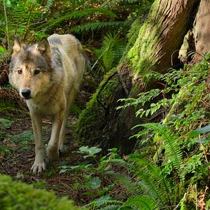 Photo Bienvenue sur l'île des loups