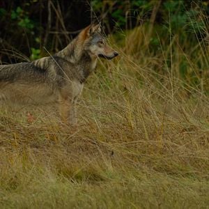 Photo Bienvenue sur l'île des loups