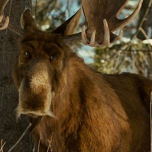 Photo Christmoose Carol