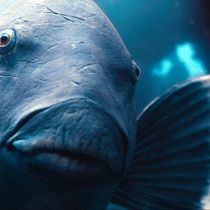 Photo Blueback – une amitié sous-marine