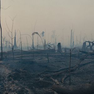 Photo La forêt amazonienne : notre terre