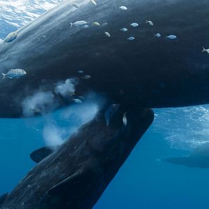 Photo Les Gardiennes de la planète