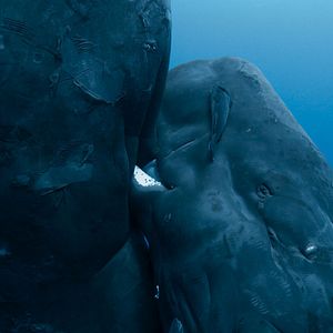 Photo Les Gardiennes de la planète