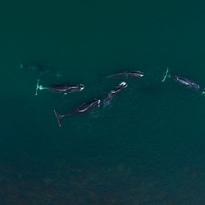 Photo Les Gardiennes de la planète