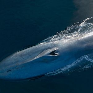 Photo Les Gardiennes de la planète