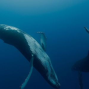 Photo Les Gardiennes de la planète