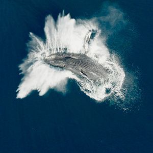 Photo Les Gardiennes de la planète