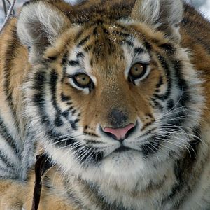 Photo Le Nid du Tigre