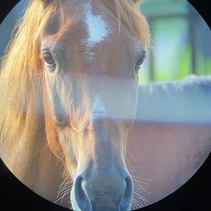 Photo Horse Opera