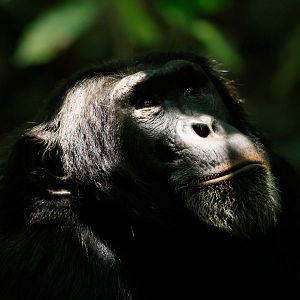Photo L'Empire des chimpanzés