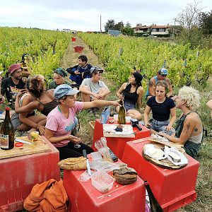 Photo La Révole nature, de la vigne au verre