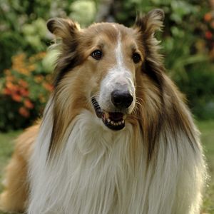 Photo Lassie - Ein neues Abenteuer